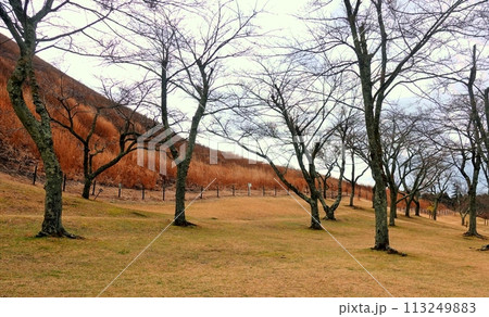 春を待つさくらの里の桜の木と芝 春を待つさくらの里の桜の木と芝 113249883