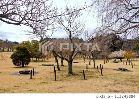 春を待つさくらの里の桜の木と芝 春を待つさくらの里の桜の木と芝 113249884