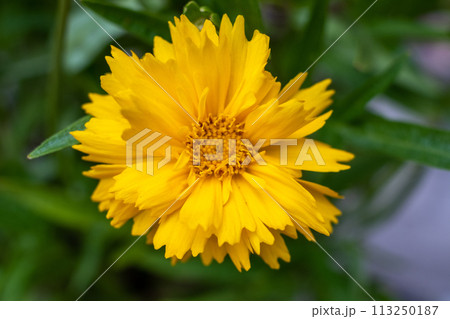 Vivid Yellow Calendula Flower in Soft Natural Light 113250187
