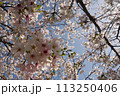 見上げる桜 113250406