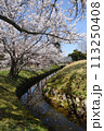 小川にかかる桜 113250408
