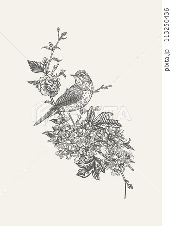 Isolated composition with bird and flowers. Cherry, rose, willow warbler. Black and white. 113250436