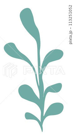 Botany plant, branches with leaves and foliage Botany plant, branches with leaves and foliage 113251052