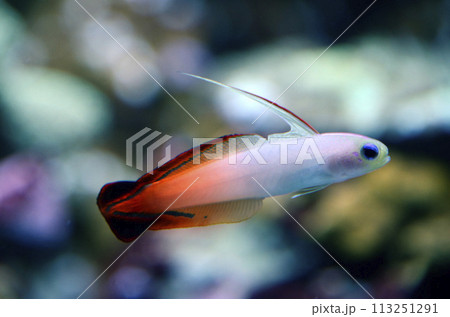 ハタタテハゼ 113251291