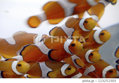 カクレクマノミ カクレクマノミ 113251303