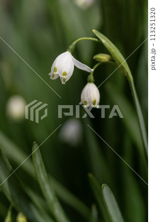 春の庭に咲く白いスノーフレークの花 113251320