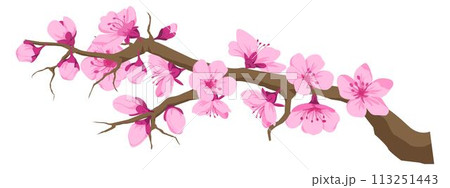 Twig with cherry blossom, sakura flowers on branch Twig with cherry blossom, sakura flowers on branch 113251443