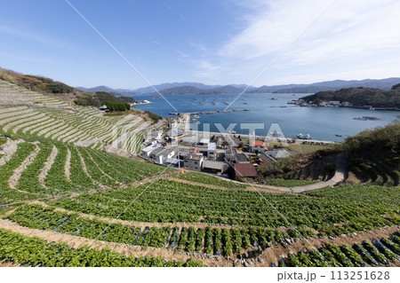 遊子水荷浦の段畑（愛媛県宇和島市） 113251628