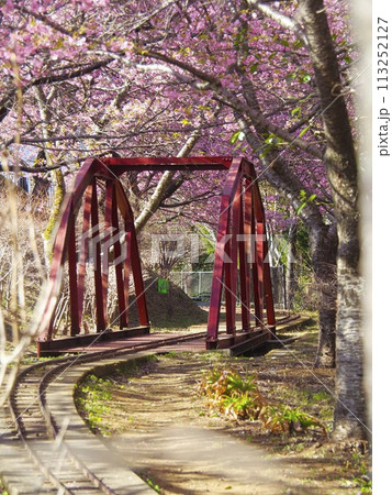 満開の河津桜に彩られるふるさと鉄道 満開の河津桜に彩られるふるさと鉄道 113252127