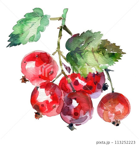 A cluster of red currants is brought to life with watercolor A cluster of red currants is brought to life with watercolor 113252223
