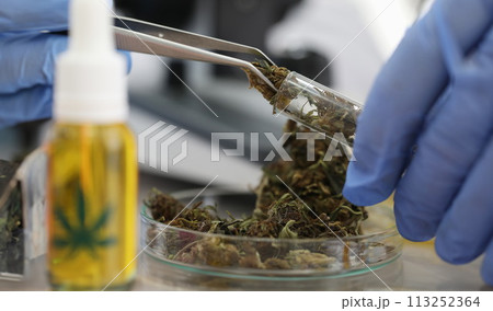 Chemist in gloves holds marijuana with tongs Chemist in gloves holds marijuana with tongs 113252364