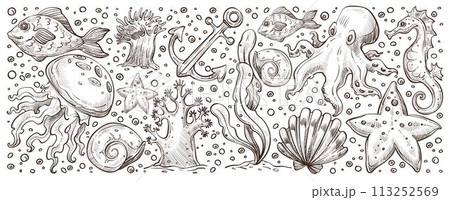 Sea and ocean life, underwater flora and fauna 113252569