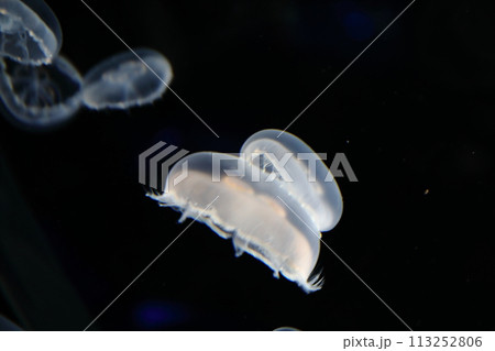 親子クラゲ 親子クラゲ 113252806