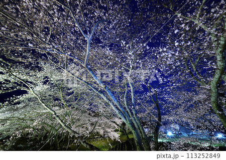 ライトアップされた夜桜  奈良明日香村石舞台 113252849