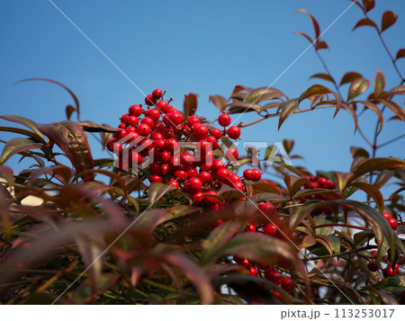 南天の実 113253017