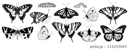 Butterfly Vector Set. Black line art drawing of vintage wings. Outline illustration of insects. Hand drawn clipart monarch and moth. Linear sketch on isolated white background Butterfly Vector Set. Black line art drawing of vintage wings. Outline illustration of insects. Hand drawn clipart monarch and moth. Linear sketch on isolated white background 113253093
