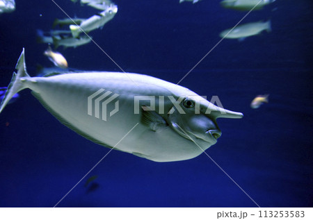 ヒメテングハギ 113253583