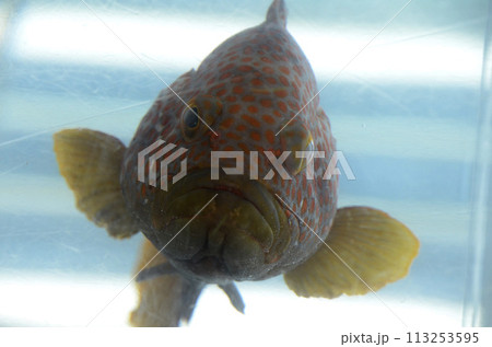 キジハタ キジハタ 113253595