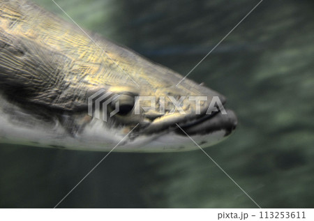 ピラルク ピラルク 113253611