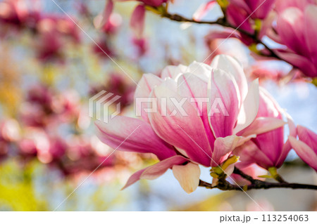 pink flowers of magnolia soulangeana tree in bloom. beautiful natural background in spring pink flowers of magnolia soulangeana tree in bloom. beautiful natural background in spring 113254063