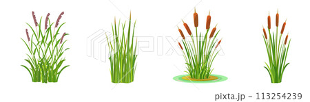 Elements of grass and cattail with reeds on a white background. Tall aquatic vegetation. Elements of grass and cattail with reeds on a white background. Tall aquatic vegetation. 113254239
