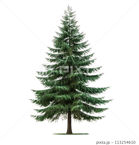 Spruce isolated on a white or transparent background. Spruce tree with green leaves close-up, front view. Graphic design element on the theme of nature and caring for trees. 113254610