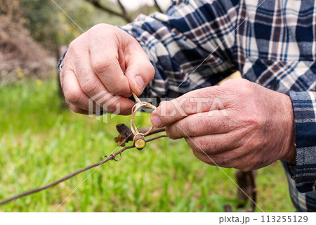 Farmer performs tying of shoots in the vineyard in winter. Agriculture. Farmer performs tying of shoots in the vineyard in winter. Agriculture. 113255129