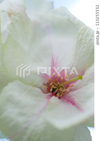 緑の桜 御衣黄桜のクローズアップイメージ ~3:2バージョン 緑の桜 御衣黄桜のクローズアップイメージ ~3:2バージョン 113255532