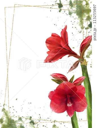 Red amaryllis flowers, stems, buds with gold frame on watercolor green stains background. Hippeastrum plant template. Hand drawn digital watercolor illustration Floral clipart for card print Isolated 113255697