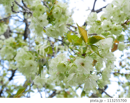 青空に咲く緑の桜 御衣黄桜 青空に咲く緑の桜 御衣黄桜 113255700