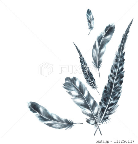 Watercolor feathers monochrome arrangement. Bird gray black feathers bundle with granulation of shades. Real wings Hand drawn template illustration. Clipart for your print. Isolated white background 113256117