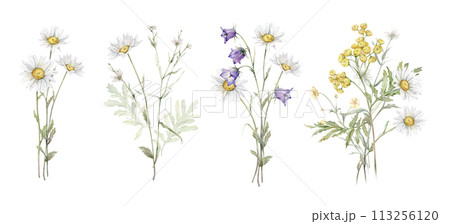 Watercolor botanical set of bouquets of summer meadow flowers. Hand drawn illustration of Chamomile and little violet bell. Yellow tansy and white daisy and blue bluebell on isolated background. 113256120