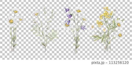 Watercolor botanical set of bouquets of summer meadow flowers. Hand drawn illustration of Chamomile and little violet bell. Yellow tansy and white daisy and blue bluebell on isolated background. 113256120