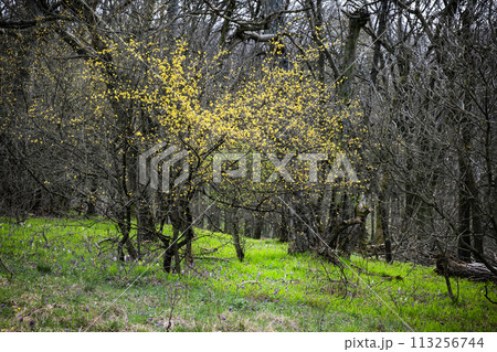 Springtime in the forest, Zobor, Slovakia, seasonal natural scene Springtime in the forest, Zobor, Slovakia, seasonal natural scene 113256744