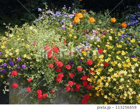 ドイツ　ビュルツブルグ　レジデンツのホーフ庭園に咲く花 113256859