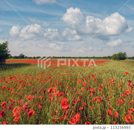 Wheat field and red poppy flowers, Ukraine Wheat field and red poppy flowers, Ukraine 113256993