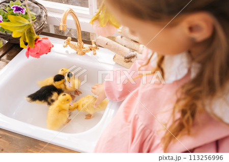 Cropped shot of unrecognizable loving little girl in beautiful dress playing with cute yellow ducklings in summer gazebo house on sunny day. Concept of excursion to eco-farm, life in village 113256996