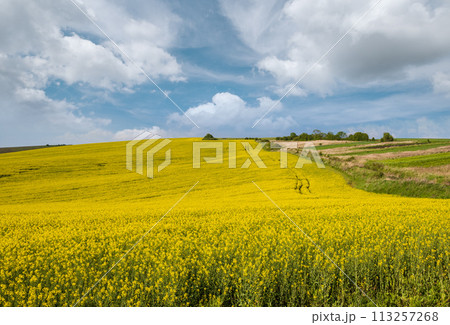 Spring rapeseed yellow blooming fields view, blue sky with clouds in sunlight. Natural seasonal, good weather, climate, eco, farming, countryside beauty concept. 113257268