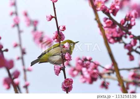 満開の紅梅を独り占めにするメジロさん ( 春イメージ )( 春うららかイメージ ) 満開の紅梅を独り占めにするメジロさん ( 春イメージ )( 春うららかイメージ ) 113258136