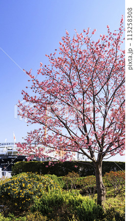 山下公園の春 113258308
