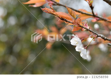 ヤマザクラの花 ヤマザクラの花 113258350
