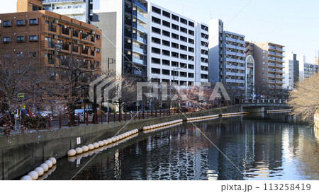桜咲く大岡川の風景 113258419