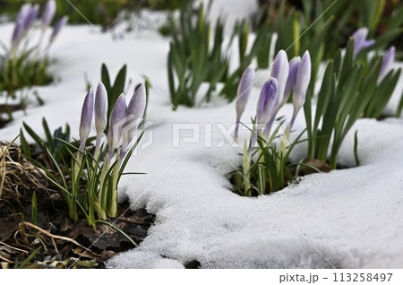 blooming purple crocuses in the snow blooming purple crocuses in the snow 113258497