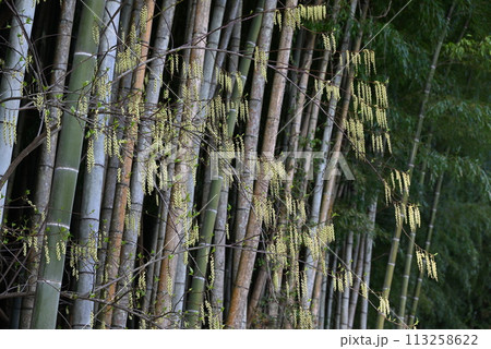 キブシ（木五倍子）の花 113258622