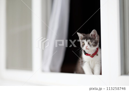 窓から顔を出す子猫 113258746
