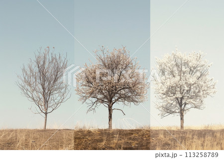 Four Seasons of a Lone Tree 113258789