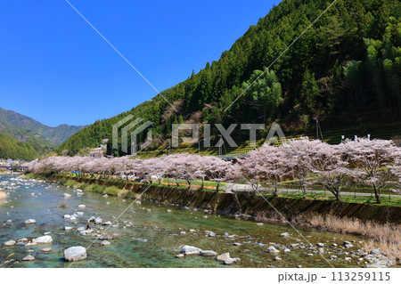 【高知県】快晴の仁淀川ふれあい公園と満開の桜並木 【高知県】快晴の仁淀川ふれあい公園と満開の桜並木 113259115