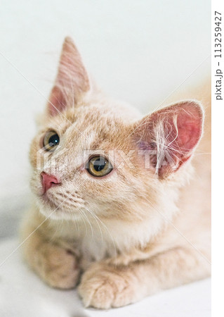 homeless kittens, Kind people feed homeless animals 113259427