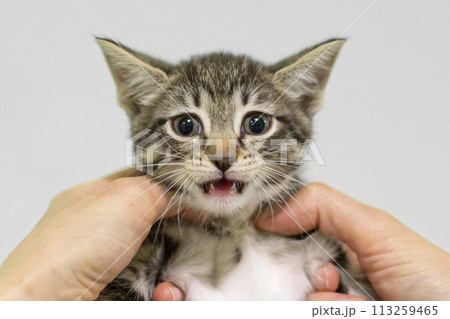 homeless kittens, Kind people feed homeless animals homeless kittens, Kind people feed homeless animals 113259465