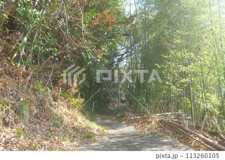 竹藪の山道 竹藪の山道 113260105